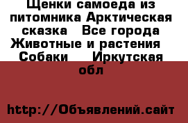 Щенки самоеда из питомника Арктическая сказка - Все города Животные и растения » Собаки   . Иркутская обл.